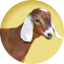 Goat