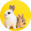 Rabbits