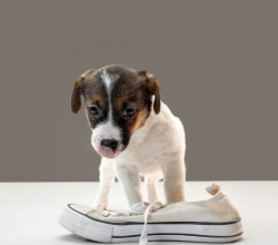 Imported blood line pink pedigree