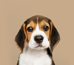 black German shepherd